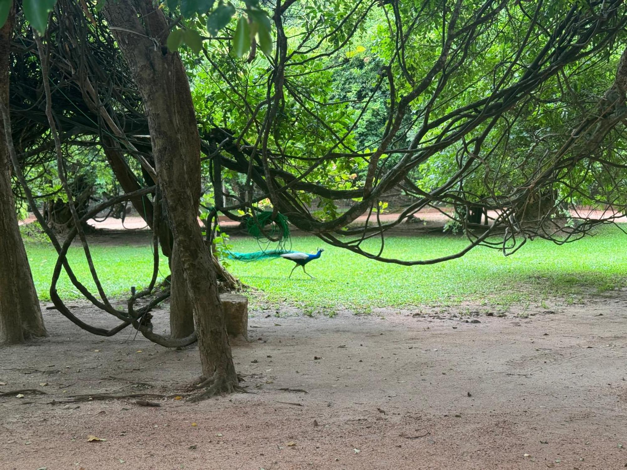 Foresta Resort Sigiriya Exterior foto